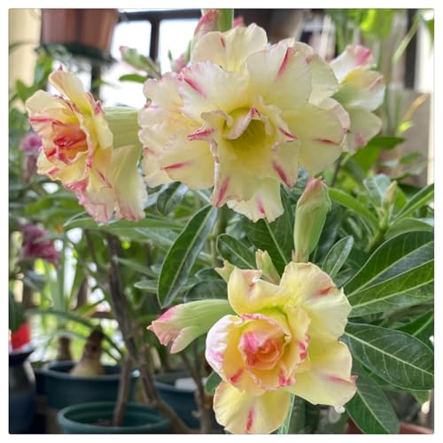 Adenium obesum wüstenrose Rhizome winterhart -Einzigartige Zierpflanze mit großen, farbenfrohen Blüten-1Rhizome-A von HGJKYTFCDG