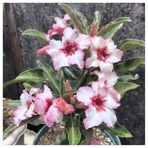 Adenium obesum wüstenrose Rhizome winterhart -Einzigartige Zierpflanze mit großen, farbenfrohen Blüten-1Rhizome-D Adenium obesum wüstenrose Rhizome winterhart -Einzigartige Zierpflanze mit großen, farbenfrohen Blüten-1Rhizome-D von HGJKYTFCDG