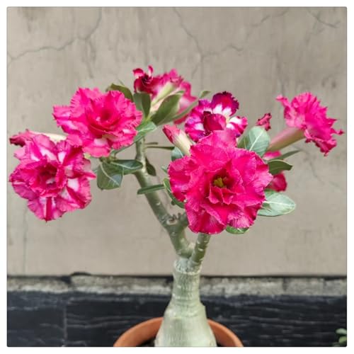 Adenium obesum wüstenrose Rhizome winterhart -Einzigartige Zierpflanze mit großen, farbenfrohen Blüten-5Rhizome-E von HGJKYTFCDG