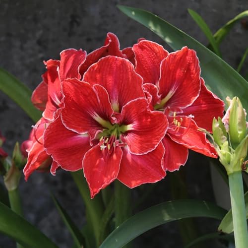 Amaryllis Kaufen: Winterharte Knollen & Zwiebeln, Robuste Pflanzen Mit Prachtblüten-2Zwiebeln-B Amaryllis Kaufen: Winterharte Knollen & Zwiebeln, Robuste Pflanzen Mit Prachtblüten-2Zwiebeln-B von HGJKYTFCDG