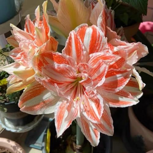 Amaryllis Knollen Winterhart + Amaryllis Zwiebeln - Hochverträgliche Sorten für Gartenbepflanzung - Blühkräftige Dahlien bis spät im Herbst-3Zwiebeln-H von HGJKYTFCDG