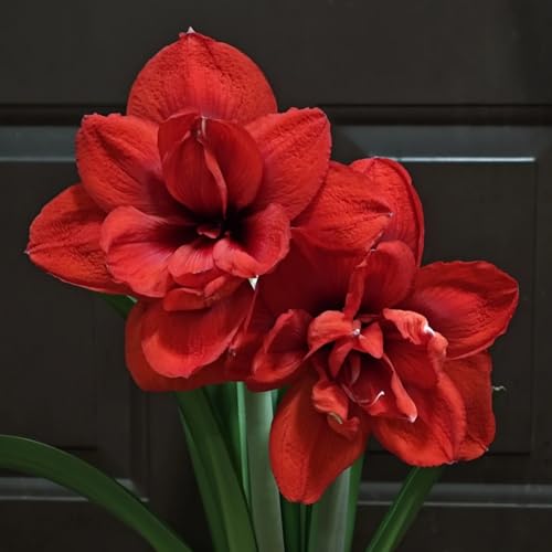Amaryllis Knollen Winterhart – Selektion An Zwiebeln Zum Kaufen, Leicht Pflegbare Winterblumen-2Zwiebeln-C von HGJKYTFCDG
