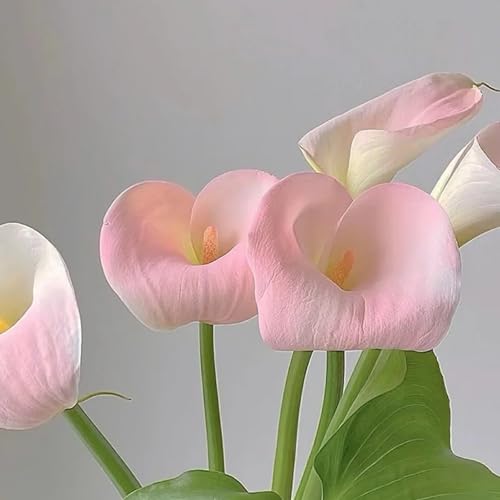 Calla Knollen Winterhart - Calla Pflanze - Blumenzwiebeln für die perfekte Gartendekoration-4knollen-D Calla Knollen Winterhart - Calla Pflanze - Blumenzwiebeln für die perfekte Gartendekoration-4knollen-D von HGJKYTFCDG