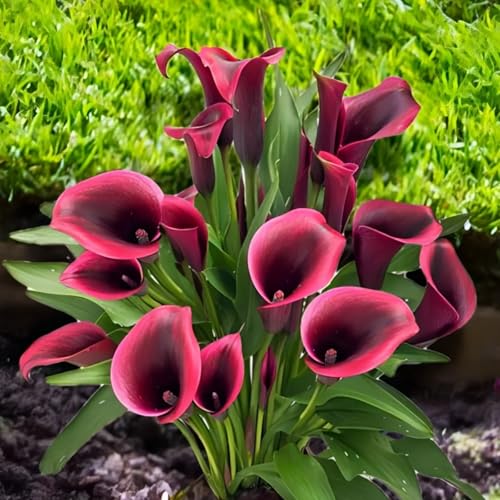 Calla Knollen Winterhart - Calla Pflanze - Blumenzwiebeln für die perfekte Gartendekoration-4knollen-X Calla Knollen Winterhart - Calla Pflanze - Blumenzwiebeln für die perfekte Gartendekoration-4knollen-X von HGJKYTFCDG
