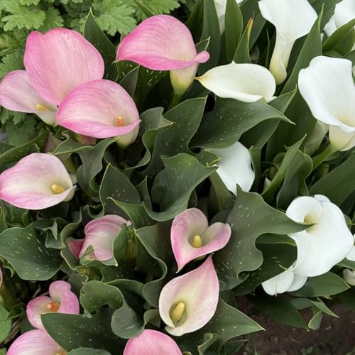 Calla Pflanze Knolle - Winterhart - Calla Blumenzwiebeln - Gartendekoration von hoher Qualität-6knollen-G Calla Pflanze Knolle - Winterhart - Calla Blumenzwiebeln - Gartendekoration von hoher Qualität-6knollen-G von HGJKYTFCDG