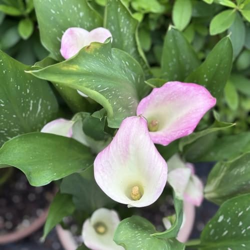Calla Pflanze Winterhart - Calla lilien Zwiebeln - Blumenzwiebeln und Knollen - Ihren Garten verzaubern-6knollen-Y Calla Pflanze Winterhart - Calla lilien Zwiebeln - Blumenzwiebeln und Knollen - Ihren Garten verzaubern-6knollen-Y von HGJKYTFCDG