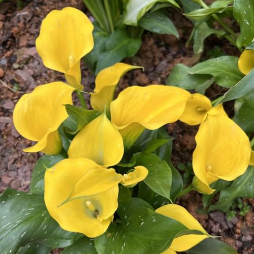 [Calla Winterhart] - Ihren Garten verzaubern-2Rhizome-T von HGJKYTFCDG
