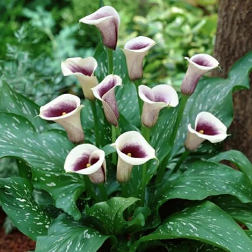 [Calla Winterhart] - Ihren Garten verzaubern-6Rhizome-B von HGJKYTFCDG
