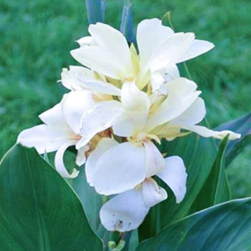 Canna Knollen Winterhart + Canna Zwiebeln - Hochverträgliche Sorten für Gartenbepflanzung - Blühkräftige Dahlien bis spät im Herbst-2knollen-D von HGJKYTFCDG