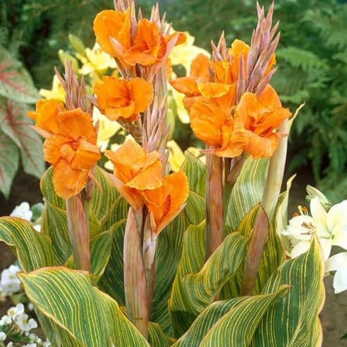 Canna Knollen Winterhart + Canna Zwiebeln - Hochverträgliche Sorten für Gartenbepflanzung - Blühkräftige Dahlien bis spät im Herbst-2knollen-O von HGJKYTFCDG