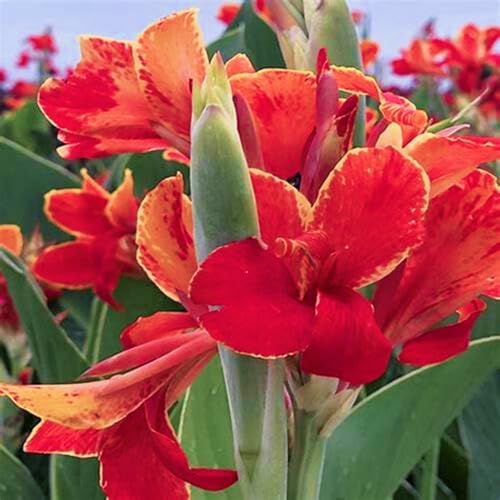 Canna Winterhart + Calla indisches blumenrohr - Hochverträgliche Sorten für Gartenbepflanzung - Blühkräftige Dahlien bis spät im Herbst-1knollen-F Canna Winterhart + Calla indisches blumenrohr - Hochverträgliche Sorten für Gartenbepflanzung - Blühkräftige Dahlien bis spät im Herbst-1knollen-F von HGJKYTFCDG