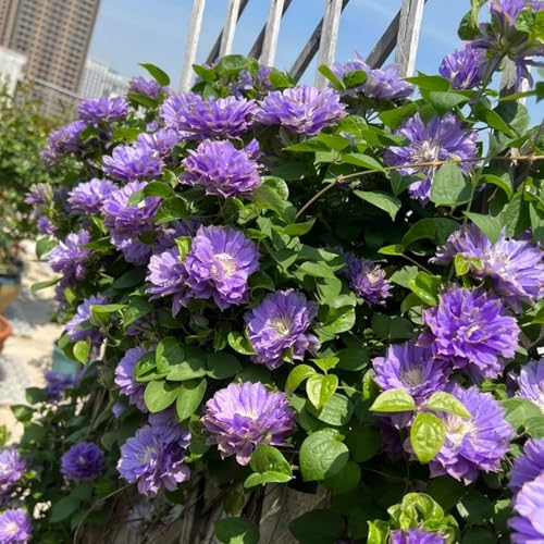 Clematis Knollen Winterhart - Clematis Mehrjährige Pflanze mit Zwiebeln - Easy to Grow für Anfänger-5zwiebeln-G Clematis Knollen Winterhart - Clematis Mehrjährige Pflanze mit Zwiebeln - Easy to Grow für Anfänger-5zwiebeln-G von HGJKYTFCDG