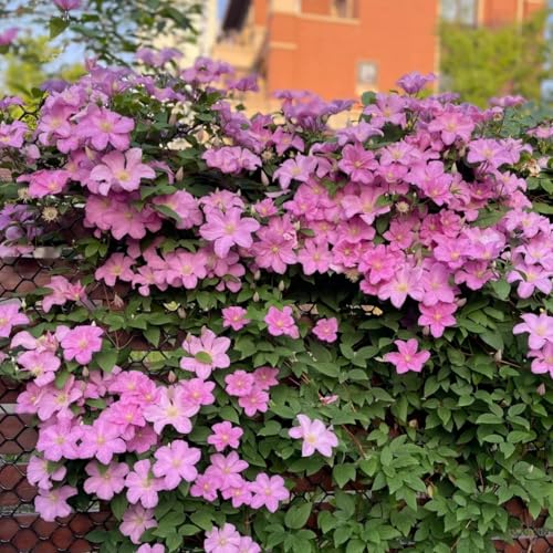 Clematis Knollen Winterhart Mehrjährig - Robuste Clematis Pflanze mit Zwiebeln-8zwiebeln-G Clematis Knollen Winterhart Mehrjährig - Robuste Clematis Pflanze mit Zwiebeln-8zwiebeln-G von HGJKYTFCDG
