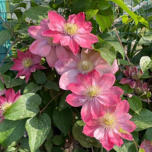 Clematis Knollen Winterhart - Mehrjährige Pflanze mit Zwiebeln - Easy to Grow für Anfänger-3zwiebeln-H von HGJKYTFCDG