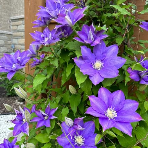 Clematis Pflanze Winterhart Mehrjährig Zwiebeln & Knollen - Ideal für Pergolen und Zaune-3zwiebeln-C Clematis Pflanze Winterhart Mehrjährig Zwiebeln & Knollen - Ideal für Pergolen und Zaune-3zwiebeln-C von HGJKYTFCDG