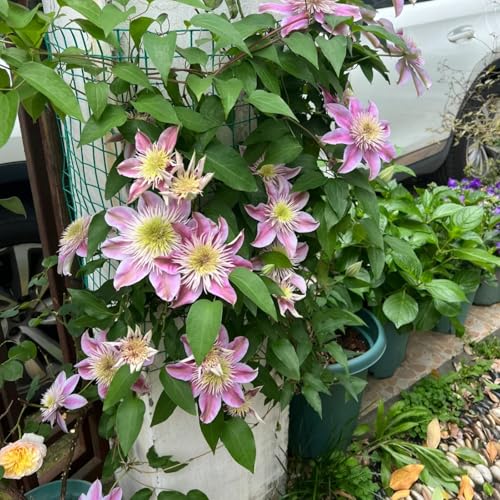 Clematis Pflanze Winterhart Mehrjährig Zwiebeln & Knollen - Ideal für Pergolen und Zaune-3zwiebeln-D Clematis Pflanze Winterhart Mehrjährig Zwiebeln & Knollen - Ideal für Pergolen und Zaune-3zwiebeln-D von HGJKYTFCDG