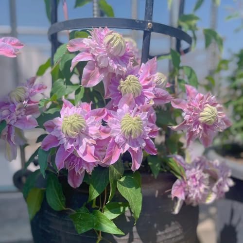 Clematis Pflanze Winterhart Mehrjährig Zwiebeln & Knollen - Ideal für Pergolen und Zaune-3zwiebeln-Z Clematis Pflanze Winterhart Mehrjährig Zwiebeln & Knollen - Ideal für Pergolen und Zaune-3zwiebeln-Z von HGJKYTFCDG