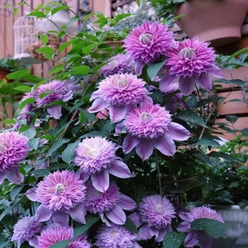 Clematis Pflanze Winterhart Mehrjährig Zwiebeln & Knollen - Ideal für Pergolen und Zaune-5zwiebeln-B Clematis Pflanze Winterhart Mehrjährig Zwiebeln & Knollen - Ideal für Pergolen und Zaune-5zwiebeln-B von HGJKYTFCDG