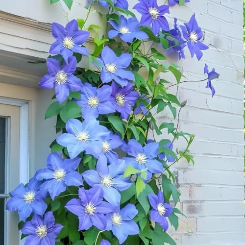 Clematis Pflanze Winterhart Mehrjährig Zwiebeln & Knollen - Ideal für Pergolen und Zaune-5zwiebeln-E Clematis Pflanze Winterhart Mehrjährig Zwiebeln & Knollen - Ideal für Pergolen und Zaune-5zwiebeln-E von HGJKYTFCDG