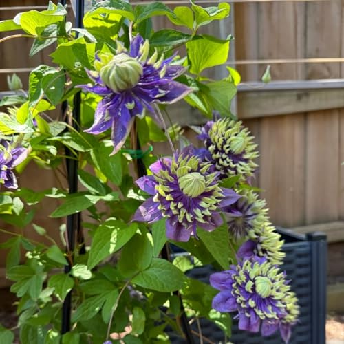 Clematis Pflanze Winterhart Mehrjährig Zwiebeln & Knollen - Ideal für Pergolen und Zaune-8zwiebeln-A Clematis Pflanze Winterhart Mehrjährig Zwiebeln & Knollen - Ideal für Pergolen und Zaune-8zwiebeln-A von HGJKYTFCDG