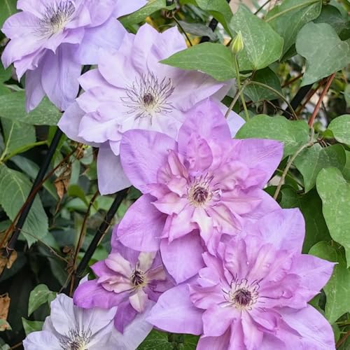 Clematis Pflanze Winterhart Mehrjährig Zwiebeln & Knollen - Ideal für Pergolen und Zaune-8zwiebeln-Q Clematis Pflanze Winterhart Mehrjährig Zwiebeln & Knollen - Ideal für Pergolen und Zaune-8zwiebeln-Q von HGJKYTFCDG