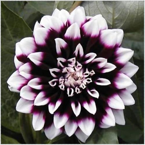 Dahlien Knollen Winterhart + Dahlien Zwiebeln - Großes Set für farbenfrohe Gartenbäume und Balkonpflanzen-6knollen-n Dahlien Knollen Winterhart + Dahlien Zwiebeln - Großes Set für farbenfrohe Gartenbäume und Balkonpflanzen-6knollen-n von HGJKYTFCDG