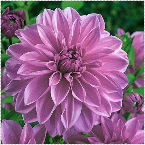Dahlien Knollen Winterhart + Dahlien Zwiebeln - Hochverträgliche Sorten für Gartenbepflanzung - Blühkräftige Dahlien bis spät im Herbst-4knollen-X von HGJKYTFCDG