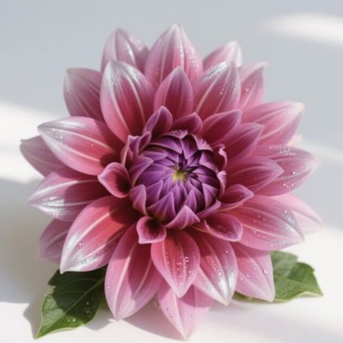 Dahlien Knollen Winterhart & Dahlien Zwiebeln - Premium-Qualität für Gartenanpflanzung - Lebendige Blüten von Frühling bis Herbst-6knollen-E Dahlien Knollen Winterhart & Dahlien Zwiebeln - Premium-Qualität für Gartenanpflanzung - Lebendige Blüten von Frühling bis Herbst-6knollen-E von HGJKYTFCDG