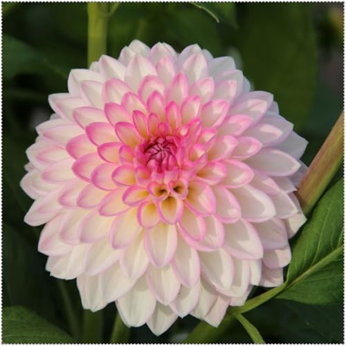 Dahlien Knollen Winterhart & Dahlien Zwiebeln - Premium-Qualität für Gartenanpflanzung - Lebendige Blüten von Frühling bis Herbst-6knollen-l Dahlien Knollen Winterhart & Dahlien Zwiebeln - Premium-Qualität für Gartenanpflanzung - Lebendige Blüten von Frühling bis Herbst-6knollen-l von HGJKYTFCDG