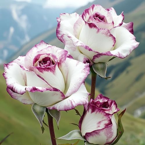 Doppelfarbige winterharte Rosen (strauchrose) - Duftende Hybride Strauchrosen-2Rhizome-G von HGJKYTFCDG