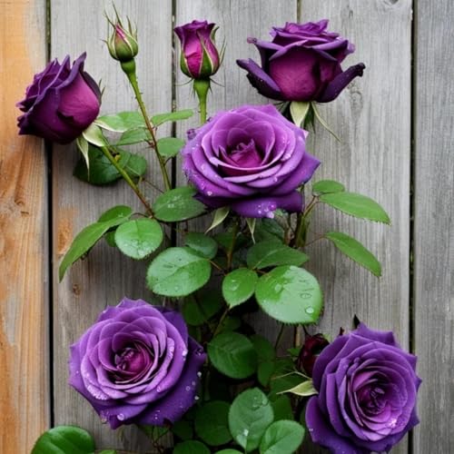 Doppelfarbige winterharte Rosen (strauchrose) - Duftende Hybride Strauchrosen-2Rhizome-U von HGJKYTFCDG