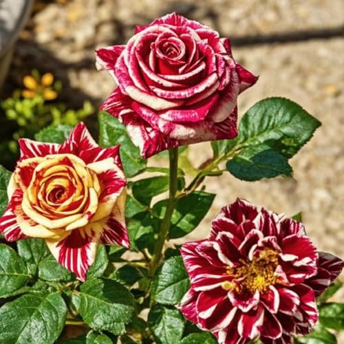 Duftende Hybride Strauchrosen(Rosenrhizom) - Winterhart Rosen und doppelfarbig-2Wurzel-J von HGJKYTFCDG