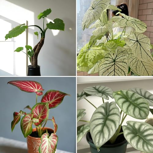 Elefantenohr Rhizome - Geeignet für Beet & Topf - Winterharte Elefantenohr Ihren Garten verzaubern-4Pcs-H von HGJKYTFCDG