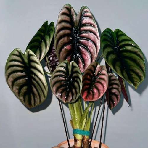 Elefantenohr Rhizome - Winterfeste Elefantenohr, Lebendige Pfingstrosen für Dauerhafte Blumenpracht ﻿-4Pcs-X von HGJKYTFCDG