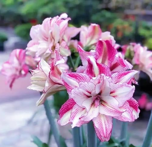 Frostfeste Amaryllis kaufen & Amaryllis winterhart - Geeignet für Beet & Topf - Winterharte amaryllis Set mit ausdauernden-1Zwiebeln-H von HGJKYTFCDG