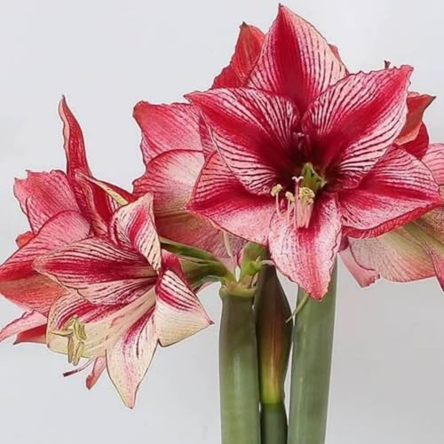 Frostfeste Amaryllis kaufen & Amaryllis winterhart - Geeignet für Beet & Topf - Winterharte amaryllis Set mit ausdauernden-1Zwiebeln-O Frostfeste Amaryllis kaufen & Amaryllis winterhart - Geeignet für Beet & Topf - Winterharte amaryllis Set mit ausdauernden-1Zwiebeln-O von HGJKYTFCDG