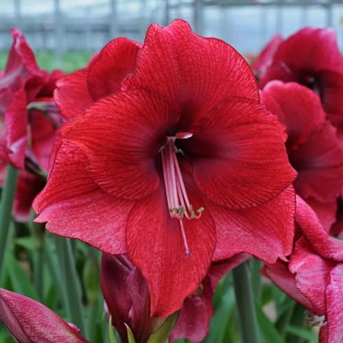 Frostfeste Amaryllis kaufen & Amaryllis winterhart - Geeignet für Beet & Topf - Winterharte amaryllis Set mit ausdauernden-1Zwiebeln-X Frostfeste Amaryllis kaufen & Amaryllis winterhart - Geeignet für Beet & Topf - Winterharte amaryllis Set mit ausdauernden-1Zwiebeln-X von HGJKYTFCDG