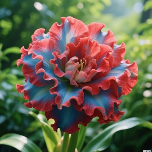 Frostfeste Amaryllis kaufen & Amaryllis winterhart - Geeignet für Beet & Topf - Winterharte amaryllis Set mit ausdauernden-1Zwiebeln-j Frostfeste Amaryllis kaufen & Amaryllis winterhart - Geeignet für Beet & Topf - Winterharte amaryllis Set mit ausdauernden-1Zwiebeln-j von HGJKYTFCDG