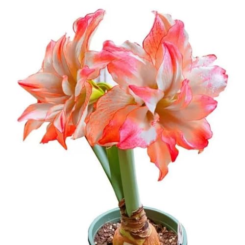 Frostfeste Amaryllis kaufen & Amaryllis winterhart - Geeignet für Beet & Topf - Winterharte amaryllis Set mit ausdauernden-2Zwiebeln-L Frostfeste Amaryllis kaufen & Amaryllis winterhart - Geeignet für Beet & Topf - Winterharte amaryllis Set mit ausdauernden-2Zwiebeln-L von HGJKYTFCDG