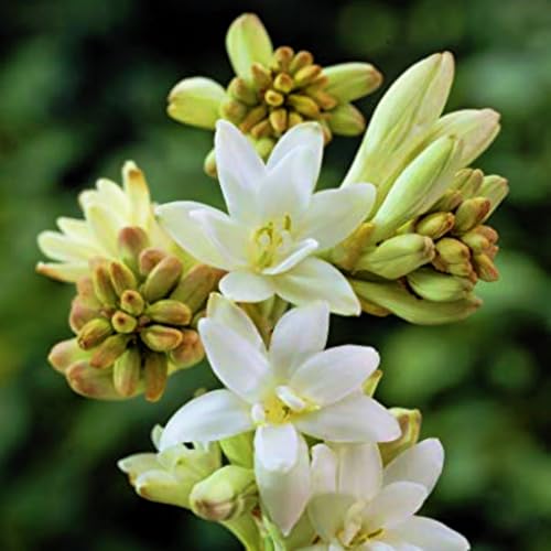 Frostfeste Tuberose Knollen & Zwiebeln - Geeignet für Beet & Topf - Winterharte Tuberose Set mit ausdauernden Pflanzen-8knollen-F von HGJKYTFCDG