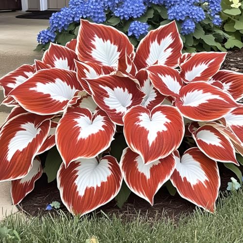 Funkien pflanze winterhart - Hosta-Knollen mit prachtvollen Blattmustern zum Aufwerten von Balkon & Garten-15knollen-G Funkien pflanze winterhart - Hosta-Knollen mit prachtvollen Blattmustern zum Aufwerten von Balkon & Garten-15knollen-G von HGJKYTFCDG
