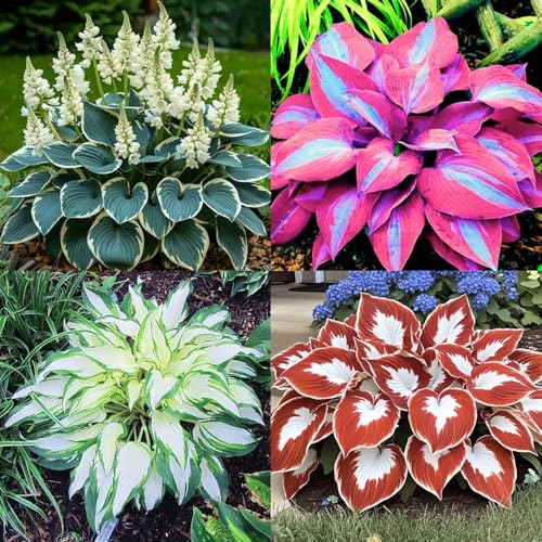 Funkien pflanze winterhart - hervorragend für Gartenbepflanzung! Hosta-Knollen mit prachtvollen Blattmustern zum Aufwerten von Balkon & Garten-6knollen-H von HGJKYTFCDG