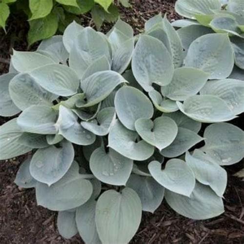 Funkien pflanze winterhart - hervorragend für Gartenbepflanzung! Hosta-Knollen mit prachtvollen Blattmustern zum Aufwerten von Balkon & Garten-8knollen-Q von HGJKYTFCDG