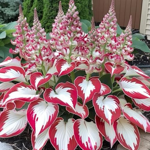 Geeignet für den Anbau im Garten - Hosta pflanze winterhart - Winterharte Hosta-Knollen - Funkien pflanze winterhart-4knollen-Q von HGJKYTFCDG