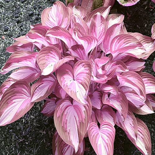 Geeignet für den Anbau im Garten - Hosta pflanze winterhart - Winterharte Hosta-Knollen - Funkien pflanze winterhart-8knollen-G von HGJKYTFCDG