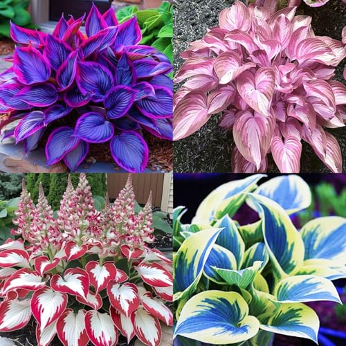 Geeignet für den Anbau im Garten - Hosta pflanze zwiebeln winterhart - Winterharte Hosta-Knollen - Funkien pflanze winterhart-4knollen-Z von HGJKYTFCDG