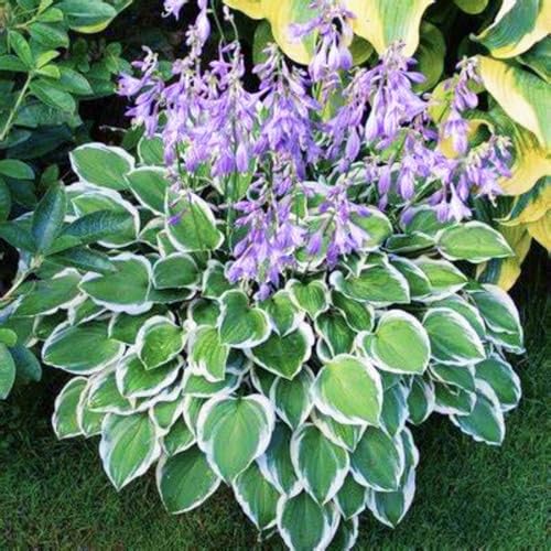 Geeignet für den Anbau im Garten - Hosta winterhart - Winterharte Hosta-Knollen - Funkien winterhart-4knollen-A Geeignet für den Anbau im Garten - Hosta winterhart - Winterharte Hosta-Knollen - Funkien winterhart-4knollen-A von HGJKYTFCDG