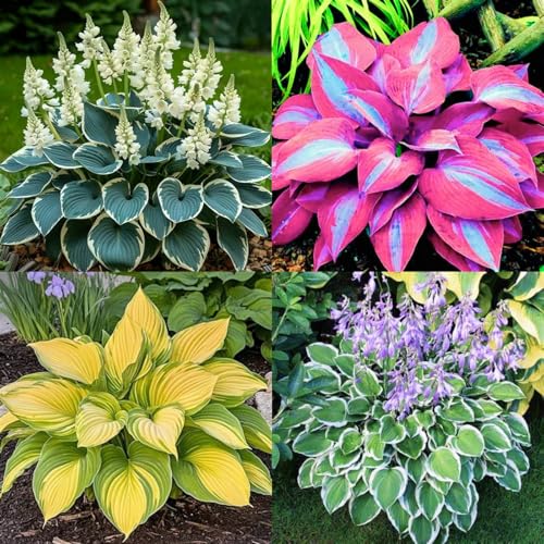 Geeignet für den Anbau im Garten - Hosta winterhart - Winterharte Hosta-Knollen - Funkien winterhart-8knollen-C Geeignet für den Anbau im Garten - Hosta winterhart - Winterharte Hosta-Knollen - Funkien winterhart-8knollen-C von HGJKYTFCDG
