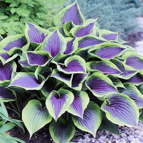 Geeignet für den Anbau im Garten - Hosta zwiebeln winterhart mehrjährig - Winterharte Hosta-Knollen - perfekt für Gartenbepflanzung!-4knollen-W von HGJKYTFCDG