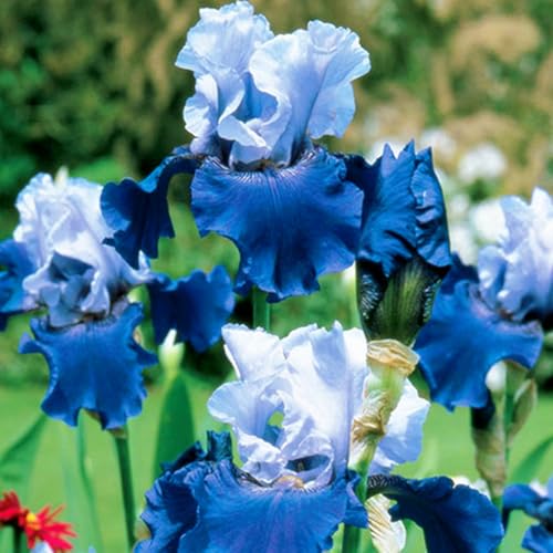 Geeignet für den Anbau im Garten - Iris winterhart mehrjährig - Iris (Schwertlilien knollen)-6knollen-B von HGJKYTFCDG